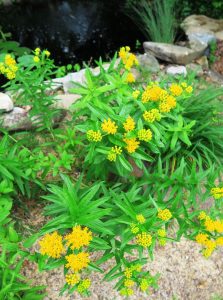 butterfly weed yellow.may19 (3)